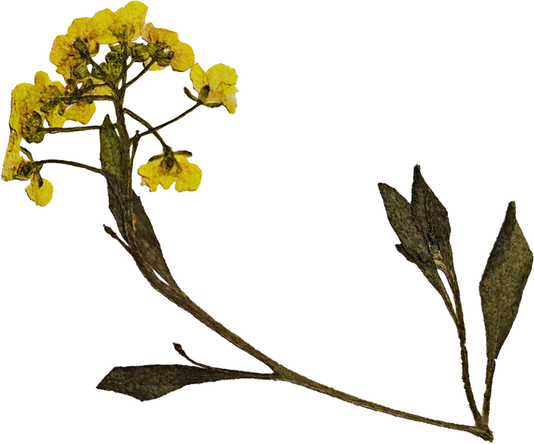 Yellow Pressed Flowers