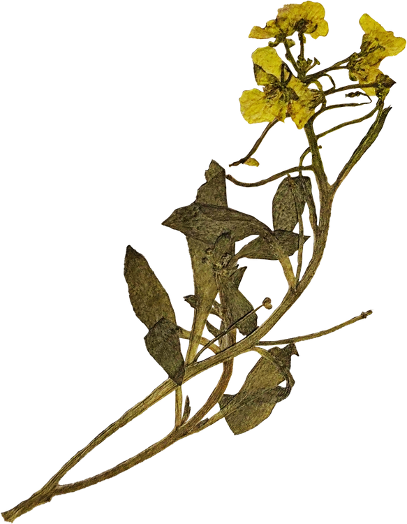 Pressed Yellow Flowers
