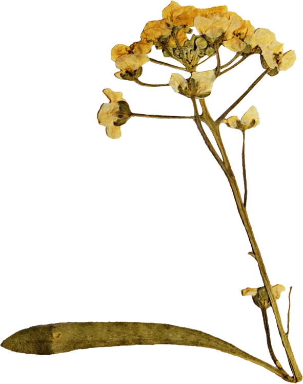 Yellow Pressed Flowers